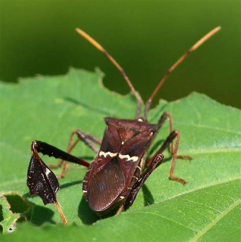 Image result for Bug Exploding
