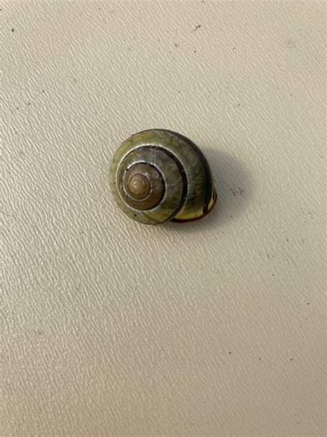 Contact Marketing Agency in Bellingham, WA | Intellitonic Aesthetic