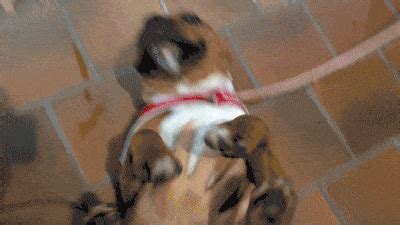 Dog Fondant Tutorial 的图像结果