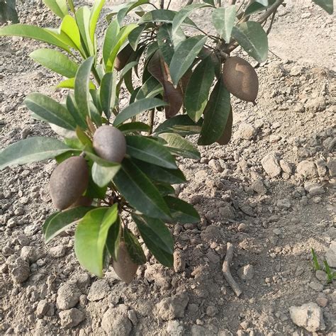 Eroanvia Long Chikoo Plant/Sapota Thai Variety Grafted Plant Height 2-3 ...