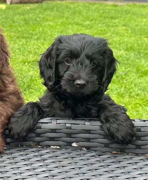 10 Week Old Cockapoo 的图像结果