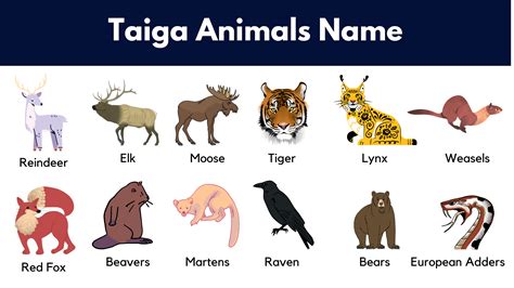 Taiga Animals List, Facts and Pictures - GrammarVocab