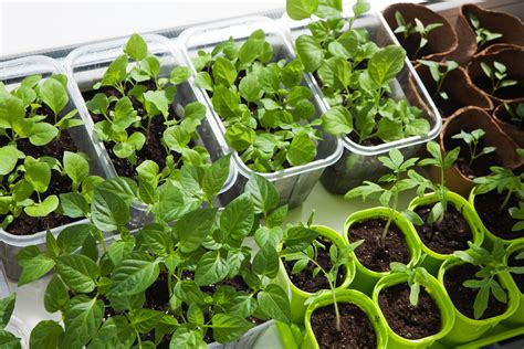 How To Grow Fruit & Vegetables Indoors - Indoor Garden