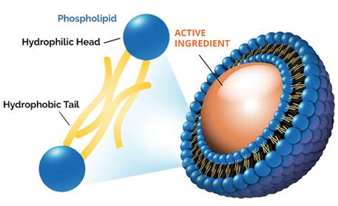 The Role of Liposomal Technology in Pediatric Supplements