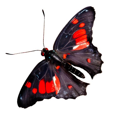 Black And Red Moth