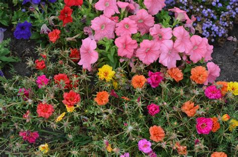 Back40 -bringing back the old ways: Moss Roses - Portulaca grandiflora
