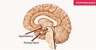 hypothalamus 的图像结果