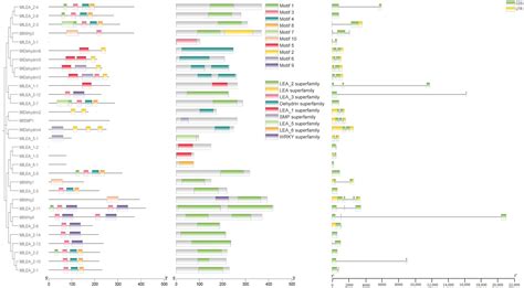 Genome-Wide Identification of the LEA Gene Family in Myricaria ...