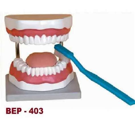 Teeth Models - Half Lower Jaw Model ( BEP-305-2 ) Distributor / Channel ...