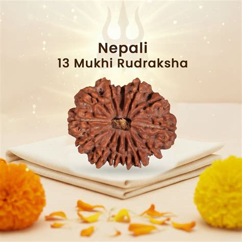 Nepali 13 Mukhi Rudraksha (Lab Certified) – BhagyaG