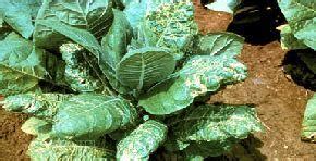 Tobacco: Diseases and Symptoms | Vikaspedia - English - Agriculture