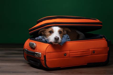 Southwest Pet Policy | Million Mile Secrets