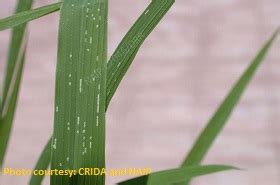 BIPM IN RICE