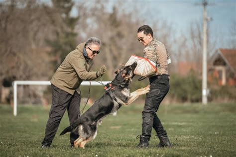 Eastern European Shepherd – GoofyTails