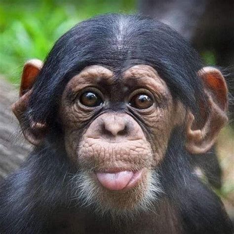Image result for Monkey Using Computer Meme
