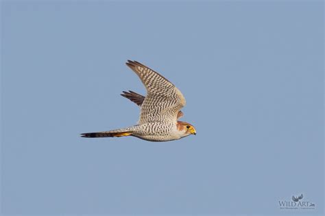 Red-necked Falcon | Falcons | Falcons (Falconidae) | Gallery | WildArt ...
