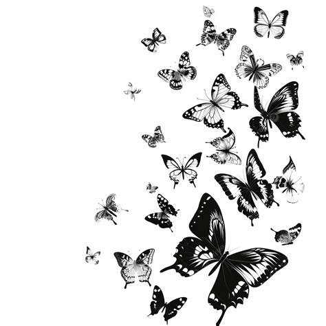 Butterflies Black And White, Black, White, Butterfly PNG Transparent ...