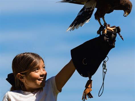 CATALINA FALCONRY EXPERIENCE - All You Need to Know BEFORE You Go 2026 ...