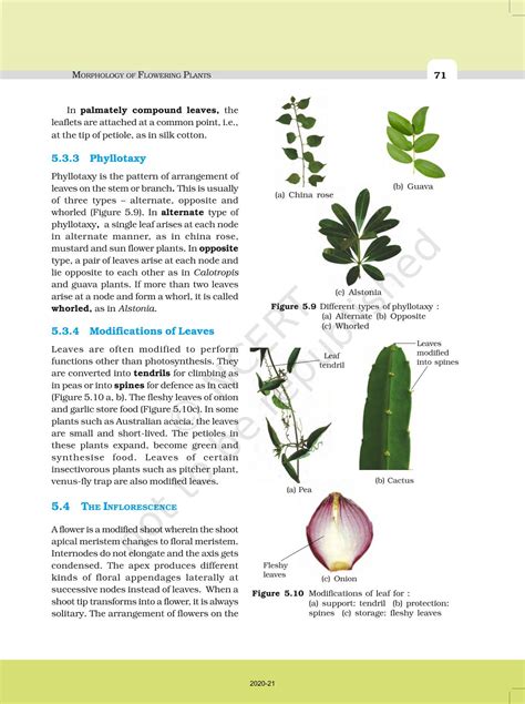 Morphology Of Flowering Plants - NCERT Book of Class 11 Biology