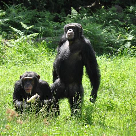 LA VALLÉE DES SINGES (2025) All You Need to Know BEFORE You Go (with ...