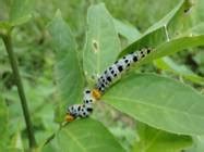 DISEASES & PESTS OF MULBERRY FOOD PLANTS