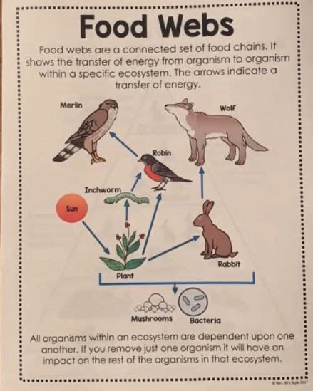 Image result for 7 Grade Science Chapter 6 Lesson 3 Notes Answers