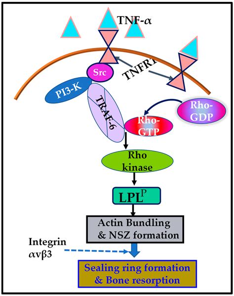 L-Plastin Phosphorylation: Possible Regulation by a TNFR1 Signaling ...