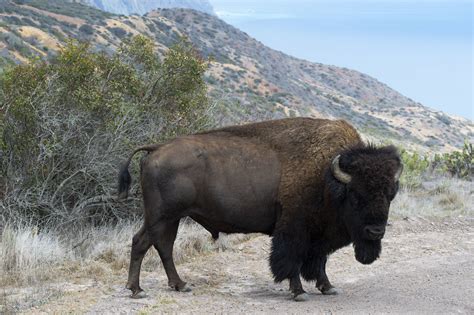 Bison drowns in fight with other bison in Little Harbor | The Catalina ...