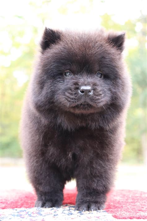 Black Chow Puppy