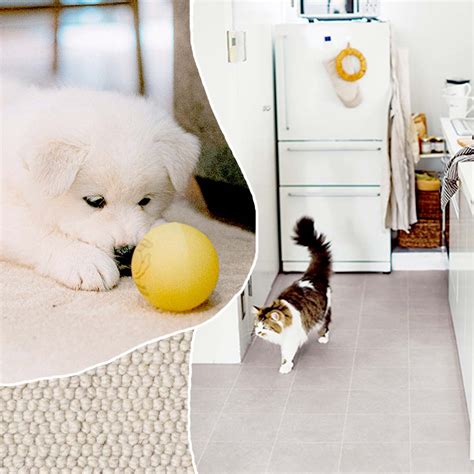 5 Ways to Choose the Best Pet Flooring and Care for It