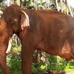 Best Top Rated Animal shelter in Chettuva, Kerala, India | Yappe.in