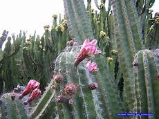 fiori di cactus fiori di cactus cactus flowers fiori di cactus fiori di cactus cactus flowers