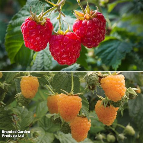 Planting Autumn Raspberry Plants 的图像结果