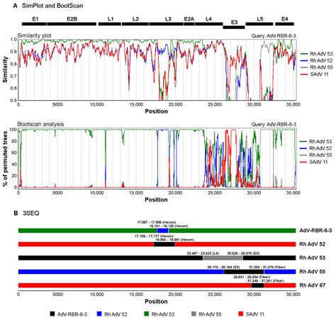 A Novel Simian Adenovirus Associating with Human Adenovirus Species G ...