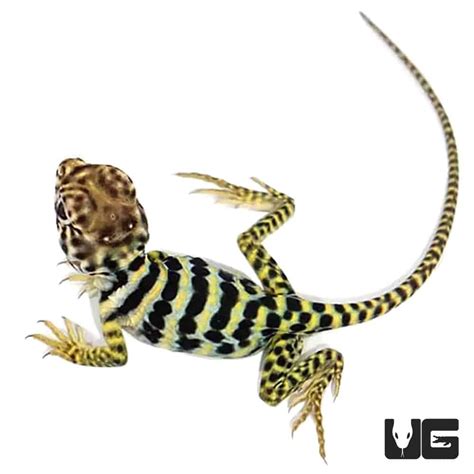 Baby Eastern Collared Lizards For Sale - Underground Reptiles