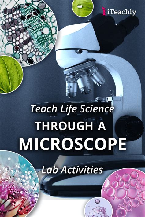 Microscope Lab Activity 的图像结果