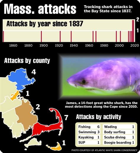 Cape Cod Shark Attack Whale The Great White Shark That Wouldn't Leave