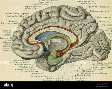 Corpus Callosum Rostrum