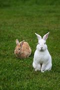 Image result for Raising Show Rabbits