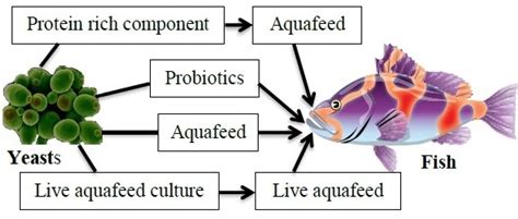 Use of yeasts in aquaculture nutrition and immunostimulation: A review