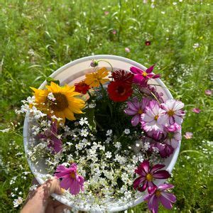 U-Pick Flower Fields, Cosmos + Zinnias, 4950 Goodman Lake Road ...