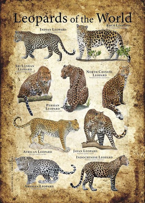 Types Of Leopards List