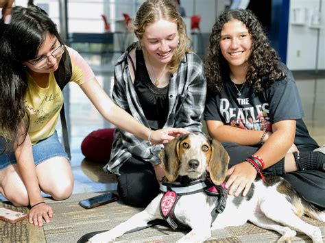 Wimberly PAWS, Therapy Dog at the Library | FAU Libraries