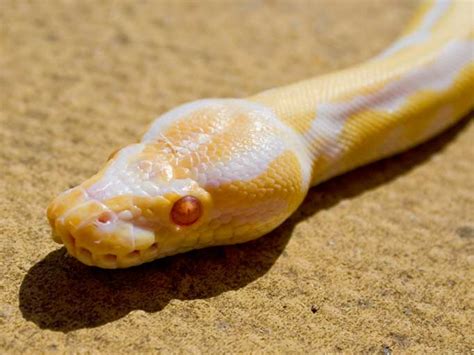 Image result for Python Royal De Face Image