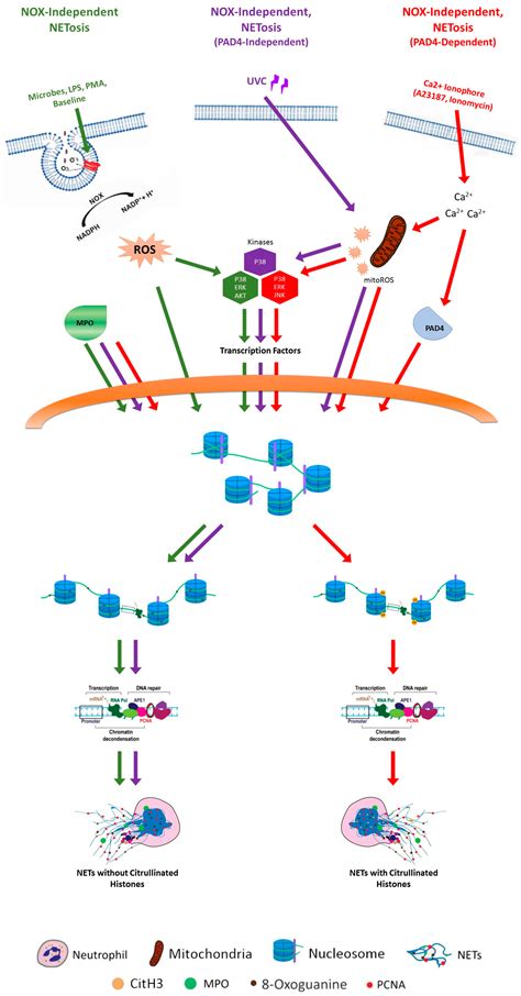 How Do ROS Induce NETosis? Oxidative DNA Damage, DNA Repair, and ...