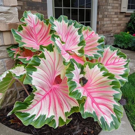 Colored Elephant Ear Plants