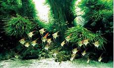 amano aquascape the world s largest nature aquarium project takashi amano amano aquascape the world s largest nature aquarium project takashi amano