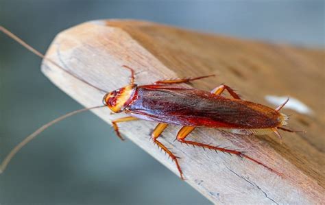 Cockroach Control Services in Bangalore | Safe & Trusted