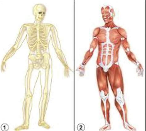 How do the skeletal and muscular systems interact? - Brainly.in