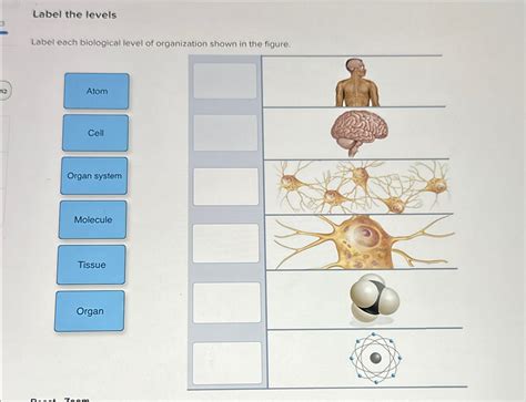 Solved Label the levelsLabel each biological level of | Chegg.com